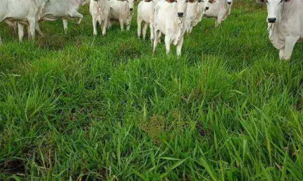 Fazenda à venda, 1000000 m² por R$ 1.800.000,00 - Zona Rural - Poconé/MT