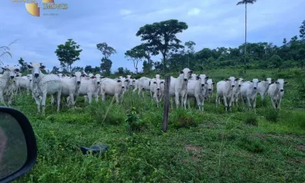 Fazenda à venda, 20570000 m² por R$ 35.000.000,00 - Zona Rural - Nova Bandeirantes/MT