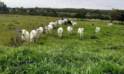 Fazenda à venda, 1050000 m² por R$ 2.000.000,00 - Zona Rural - Cuiabá/MT
