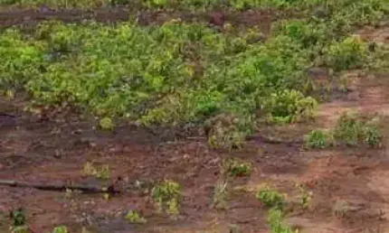 Fazenda à venda, 35000000 m² por r$ 10.000 - zona rural - tapurah/mt