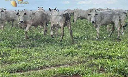 Fazenda à venda, 115000000 m² por r$ 165.000.000,00 - zona rural - nova ubiratã/mt