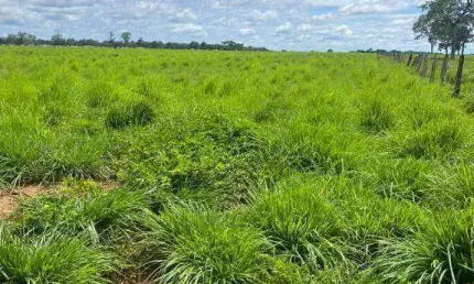 Fazenda para ARRENDAR, 16000000 m² por R$ 1.536.000/ano - Zona Rural - Poconé/MT