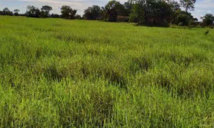 Fazenda à venda, 80000000 m² por r$ 65.000.000,00 - zona rural - luciara/mt