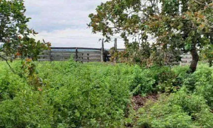 Sítio à venda, 400000 m² por R$ 1.000.000,00 - Zona Rural - Nobres/MT