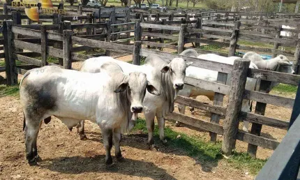 Fazenda à venda, 785550000 m² por R$ 999.999.999,99 - Zona Rural - Miranda/MS