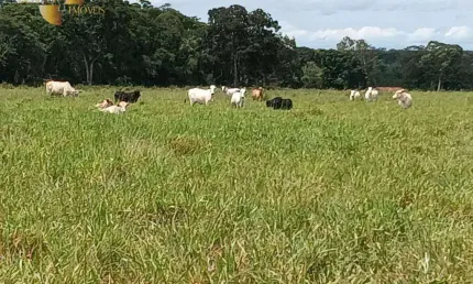 Fazenda à venda, 2900000 m² por R$ 7.500.000,00 -  Pacem - Cuiabá/MT