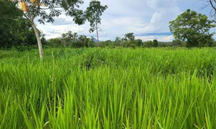 Fazenda à venda, 2130000 m² por R$ 3.500.000,00 - Zona Rural - Chapada dos Guimarães/MT