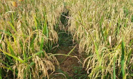 Fazenda à venda, 74300000 m² por R$ 150.000.000,00 - Zona Rural - Nova Mutum/MT