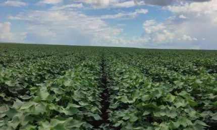 Fazenda à venda, 93850000 m² por R$ 675.720.000,00 - Zona Rural - Sapezal/MT