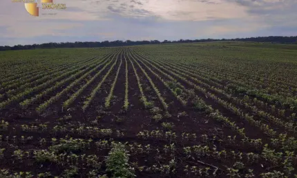 Fazenda à venda, 16780000 m² por R$ 130.000.000,00 - Zona Rural - Ribeirão Cascalheira/MT