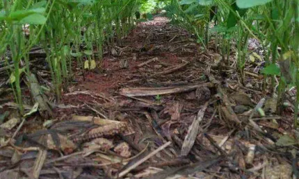 Fazenda à venda, 54680000 m² por R$ 96.000.000,00 - Zona Rural - Nova Maringá/MT