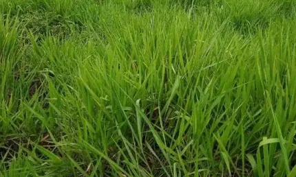 Fazenda à venda, 1000000 m² por R$ 2.000.000,00 - Zona Rural - Poconé/MT