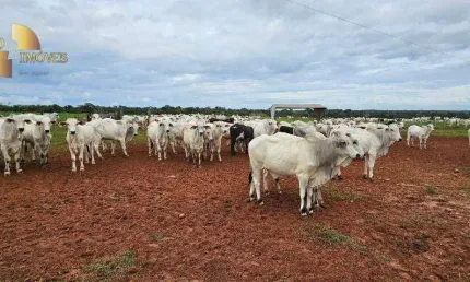Vende-se 700 bezerros, 12 arrobas sendo 245 reais a arroba  - zona rural - são josé do rio claro/mt