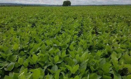 Fazenda à venda, 2120000 m² por R$ 9.540.000,00 - Zona Rural - Juscimeira/MT