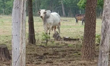 Fazenda à venda, 410000000 m² por R$ 123.000.000,00 - Zona Rural - Poconé/MT