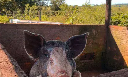 Fazenda à venda, 2070000 m² por R$ 7.245.000,00 - Zona Rural - Juscimeira/MT