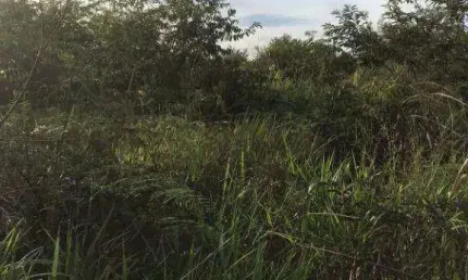 Fazenda à venda, 23470000 m² por R$ 200.000.000,00 - Zona Rural - Marcelândia/MT