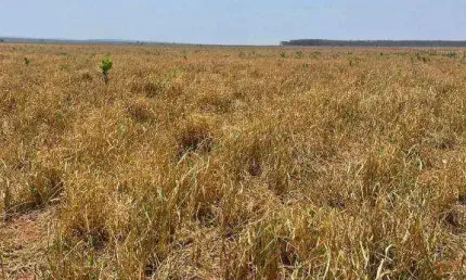 Fazenda à venda, 38260000 m² por r$ 71.737.500,00 - zona rural - primavera do leste/mt