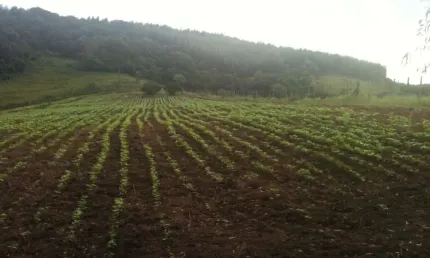 Chácara / sítio à venda na Estrada da Fazenda Dois Irmãos, Cantagalo, Rio das Ostras
