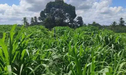 granja com 17 hectares plantada de capim pangola e braquiária com uma estrutura com rio perene