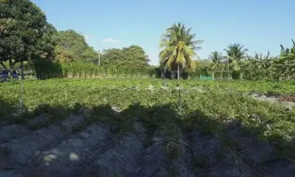 Chácara / sítio com 3 quartos à venda no Centro, Lagoa Salgada 