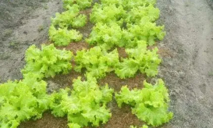 Granja com 9.000 metros quadrados em vera cruz com riacho perene poço casa murada muitas fruteiras