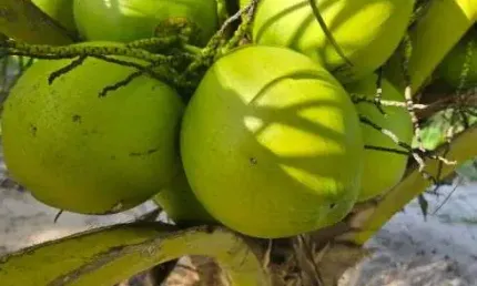 granja com 6.5 hectares em punau com uma excelente localização e estrutura