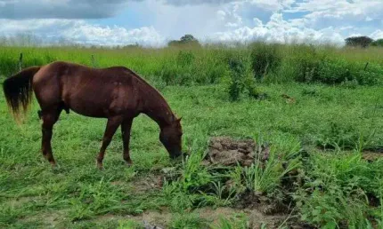 granja com 8.7 hectares um haras top para quem busca adquirir coisa boa
