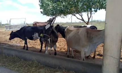 Excelente fazendinha 11.5 hc. top de luxo na região de monte alegre