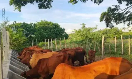 fazenda com 44.8 hectares de porteira fechada em Bom Jesus um a excelente propriedade