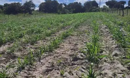 Fazenda/Sítio/Chácara para venda possui 27800 metros quadrados com 3 quartos
