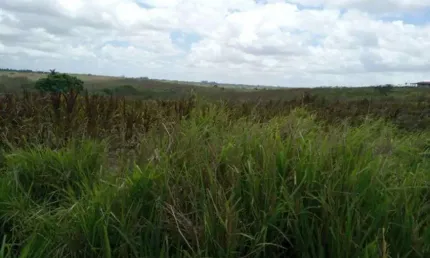 Ótima Fazendinha 11.5 Hc. top de luxo na região de Monte Alegre