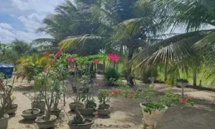 Chácara / sítio com 3 quartos à venda no Centro, Lagoa de Pedras 