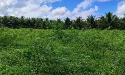 Fazenda Chácara para venda tem 4000 metros quadrados um poço tubular irrigação energia trifásica