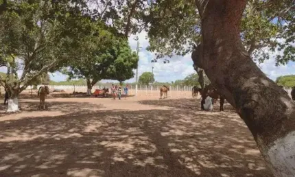 haras com 2.7 hectares na região de Macaíba bastante estruturada 100% murada
