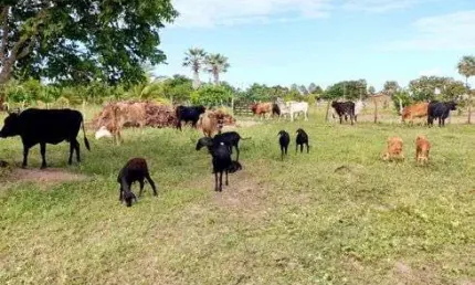 Fazenda/sítio/chácara com 12 hectares com uma casa 