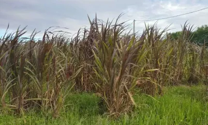 Chácara / sítio com 3 quartos à venda no Centro, Monte Alegre 
