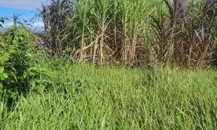Otima Fazenda com 27.8 hectares na região de macaiba