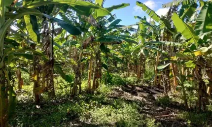 granja com 23,7 hectares em punau terra excelente para plantação e criação