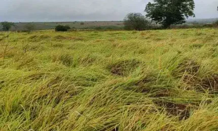Granja com 20 hectares em comum município de monte alegre