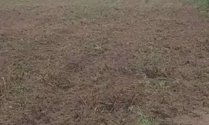 Chácara / sítio com 3 quartos à venda no Centro, Monte Alegre 