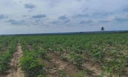 Excelente fazenda com 41 hectares na região de Macaíba próximo a cana brava