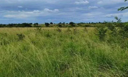 fazenda com 270 hectares em bom Jesus plantada e piquetada água top