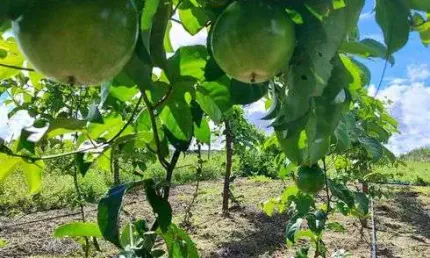 Fazenda/Sítio/Chácara com 9 hectares com 504 pés de coqueiros novo em produção irrigação maracujá