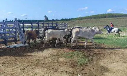 granja com 17 hectares na região de Monte Alegre com uma excelente estrutura para criação perfeita