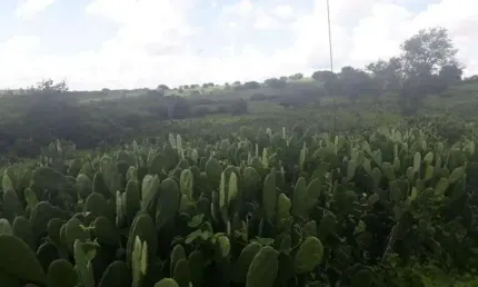 Fazenda com 137 hectares a um km centro de São Pedro do Potengi