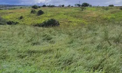 Fazenda na região de Monte Alegre com 20 hectares 100% plantada