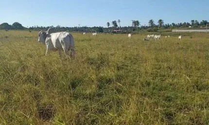 Ótima granja com 17 hectares na região de mente alegre