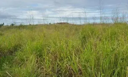 Chácara / sítio com 3 quartos à venda no Centro, Monte Alegre 
