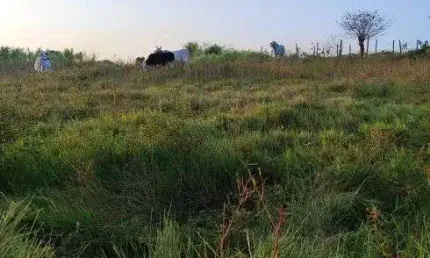 granja com 7 hectares na região de Monte Alegre para criação de gado plantação etc.